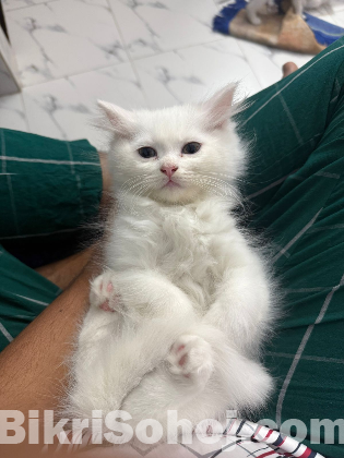 Traditional pure persian male kitten